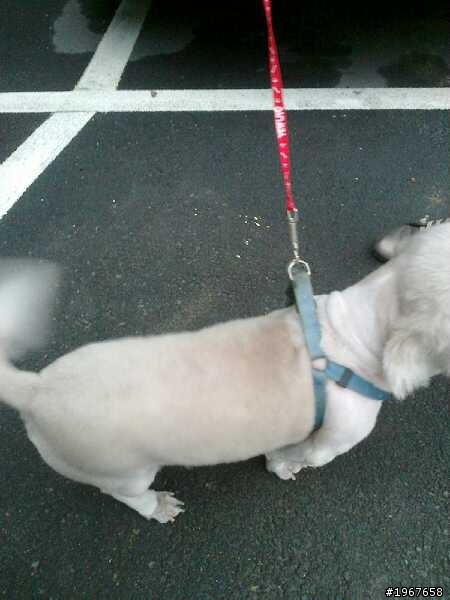 拜託 大家幫忙轉PO (新店安和路二段附近一帶 拾獲一隻西施犬)