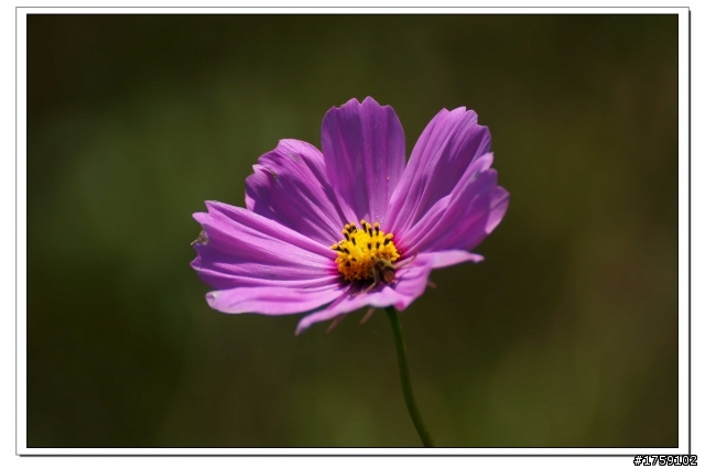 TAMRON SP 70-300mm A005開箱+試鏡實拍