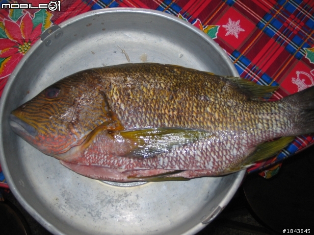 等一下要來料理大魚.....
