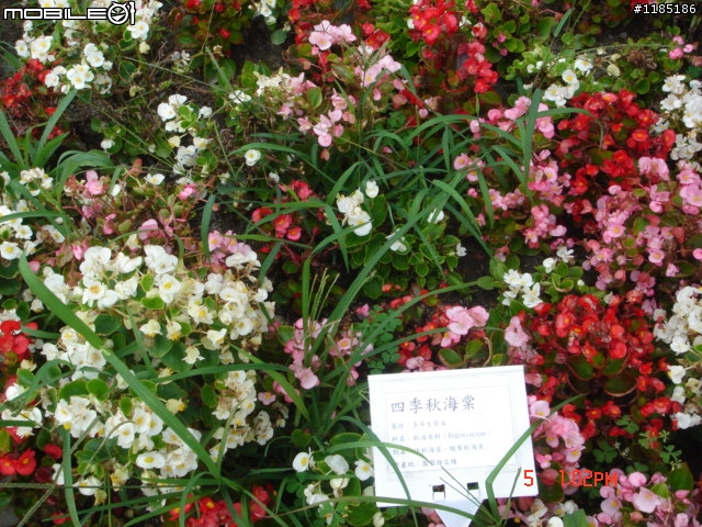 高雄-尾寮山 雲林-古坑 台東-池上 桐花遊