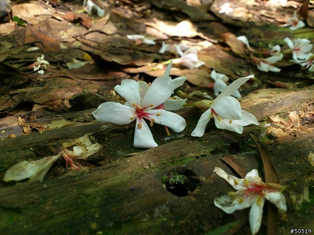 離我最近的桐花