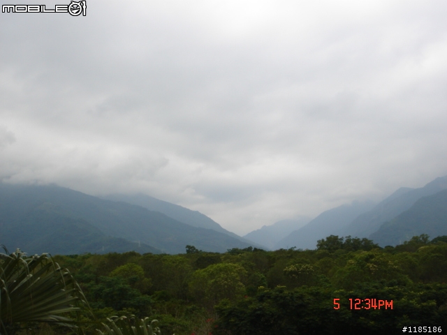 高雄-尾寮山 雲林-古坑 台東-池上 桐花遊