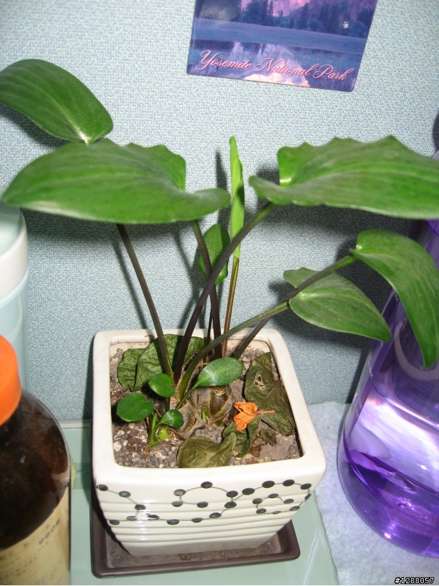請教這是什麼植物?