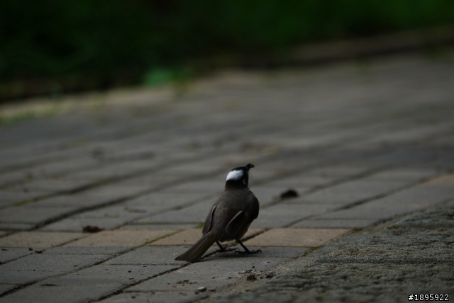 (開箱)Panasonic Lumix G 100-300mm F4.0-5.6