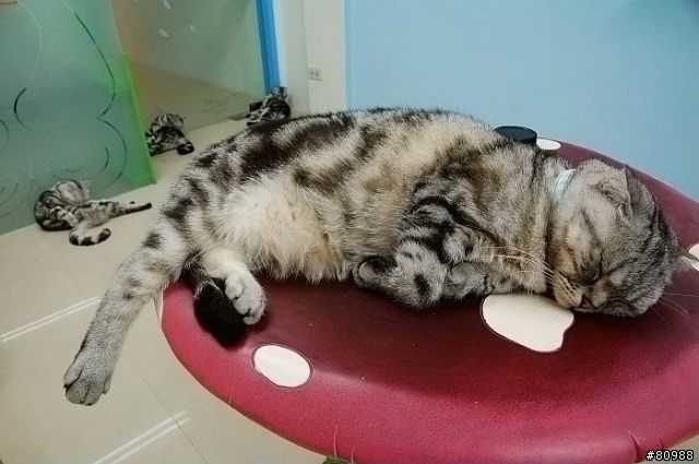 愛睏的貓咪
