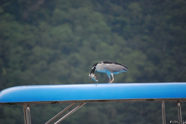老機 D40X + 55-200mm 拍鳥