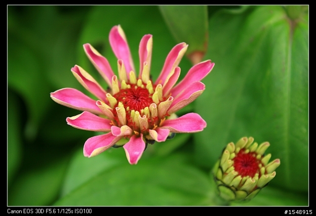 雙機流~我的Canon DSLR新手之路