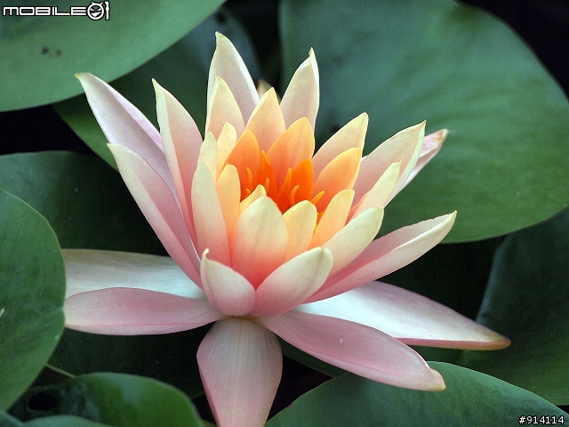 O 家的朋友,一起來蓋2011年蓮花大樓囉!
