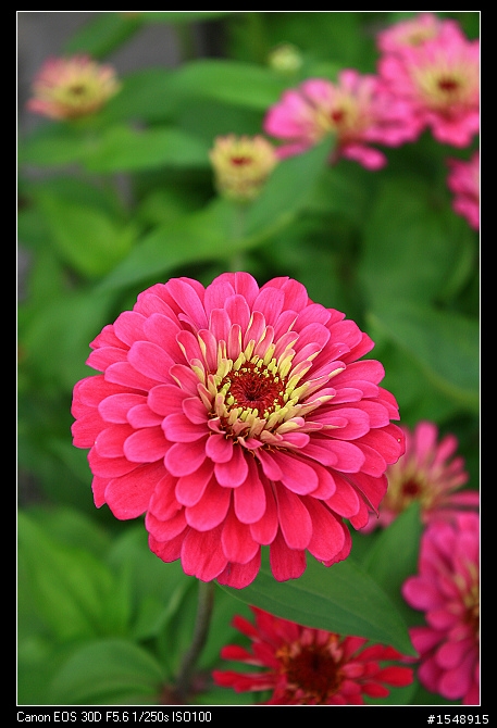 雙機流~我的Canon DSLR新手之路