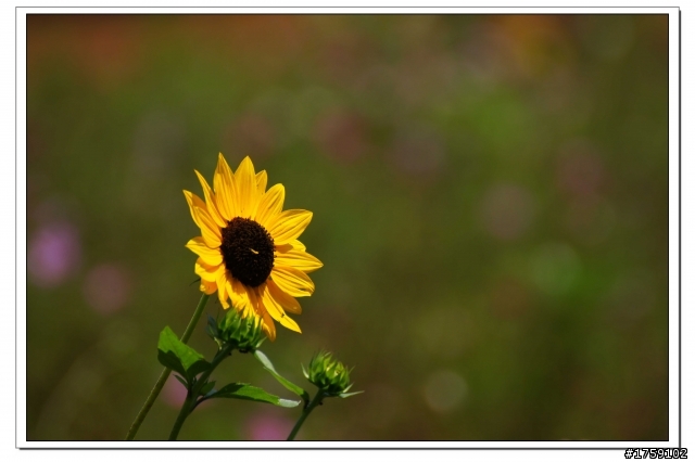 TAMRON SP 70-300mm A005開箱+試鏡實拍