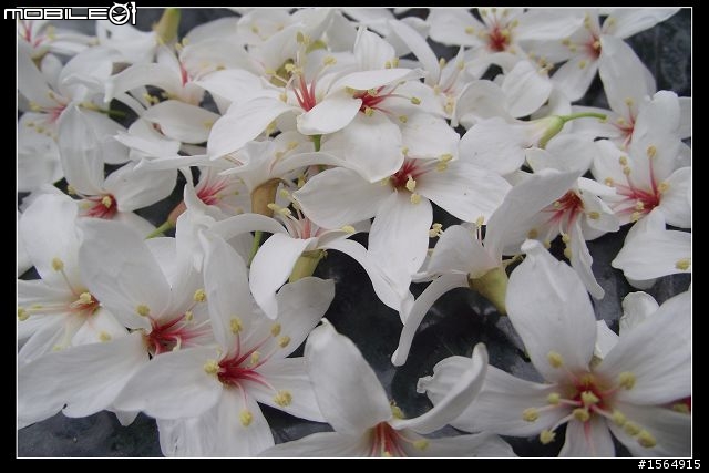 客家大院.油桐花.(外加高難度動作圖片.限制級)