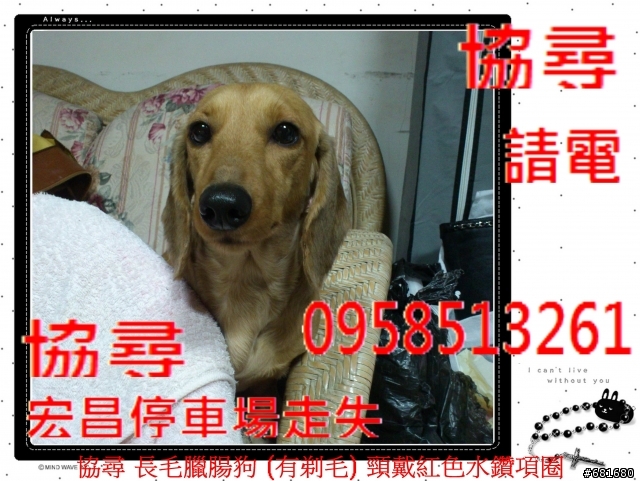 拜託!請大家幫忙!長毛臘腸-女(有剃毛)-棕 6.5KG 約3歲 宏昌公有停車場旁走失