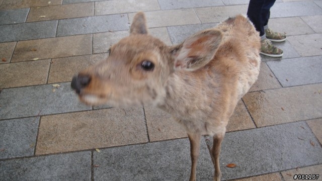 日本大阪+京都旅遊~有制服美少女哦(新增照片)