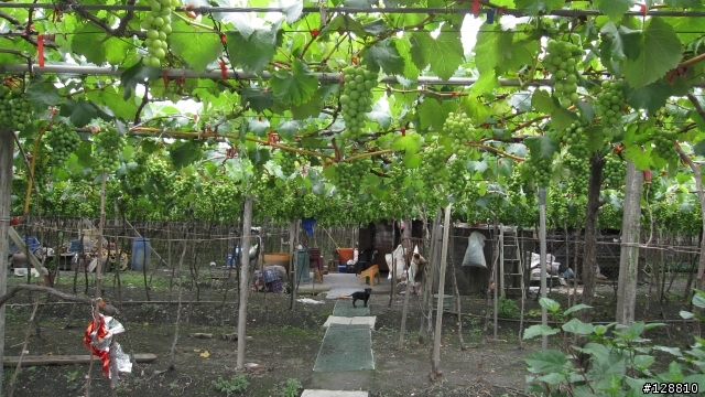 彰化 大村 葡萄果園   青筍筍阿 ~ 6月中 以後才能採