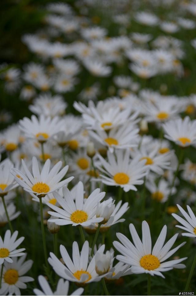 [開箱]Nikon D5100 (附上與Panasonic G1 機身與鏡頭尺寸比較)