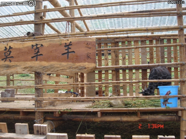 高雄-尾寮山 雲林-古坑 台東-池上 桐花遊
