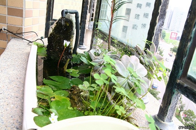 陽台上的蓮花盆