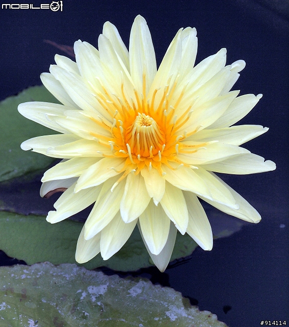 O 家的朋友,一起來蓋2011年蓮花大樓囉!