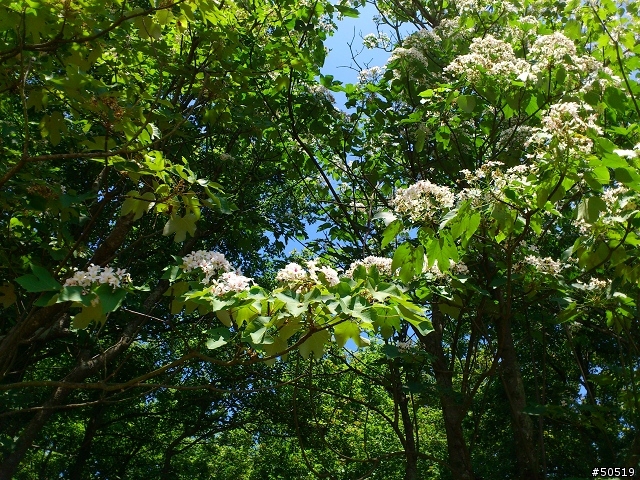 離我最近的桐花