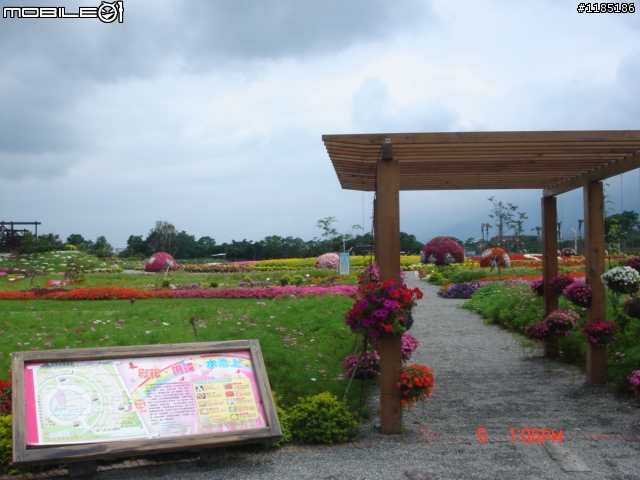 高雄-尾寮山 雲林-古坑 台東-池上 桐花遊