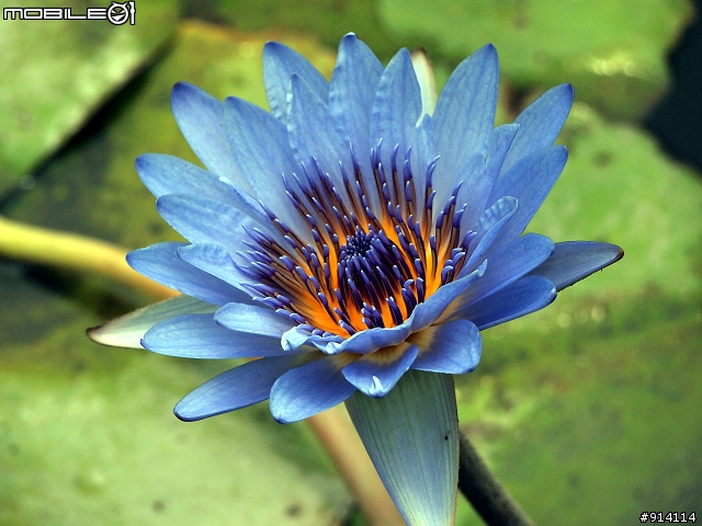 O 家的朋友,一起來蓋2011年蓮花大樓囉!