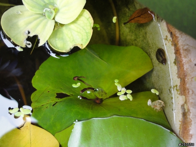 蓮花葉中葉