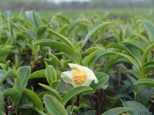 2011.4.24八卦山台地馬拉松