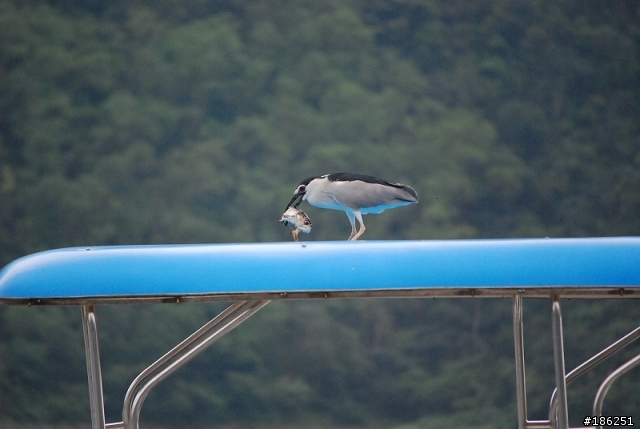 老機 D40X + 55-200mm 拍鳥