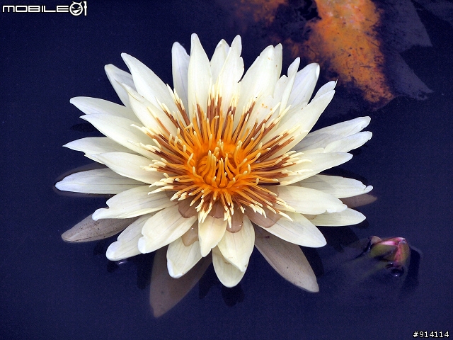 O 家的朋友,一起來蓋2011年蓮花大樓囉!