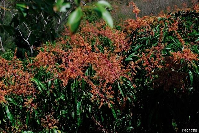 坐山觀海的山中小居 （全文完）