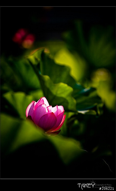 [更新]2012荷花季又到了--歡迎貼圖~~