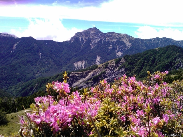 今年夏天騎機車帶丁小兔上合歡山看玉山杜鵑花