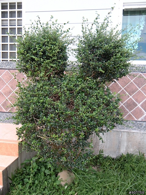 坐山觀海的山中小居 （全文完）