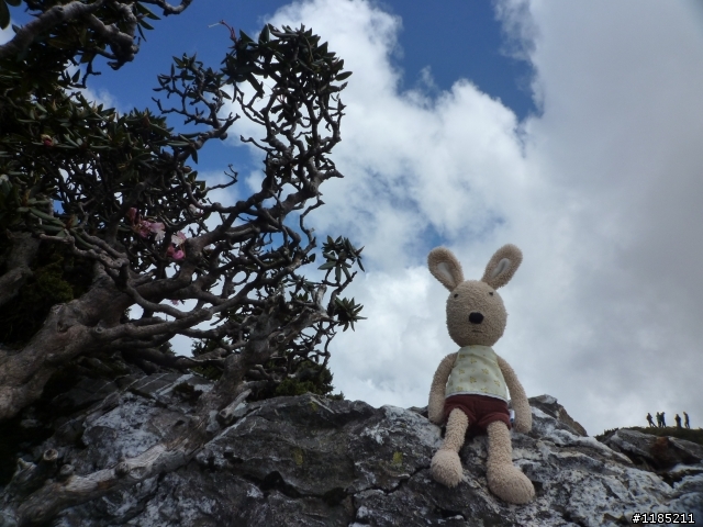 今年夏天騎機車帶丁小兔上合歡山看玉山杜鵑花