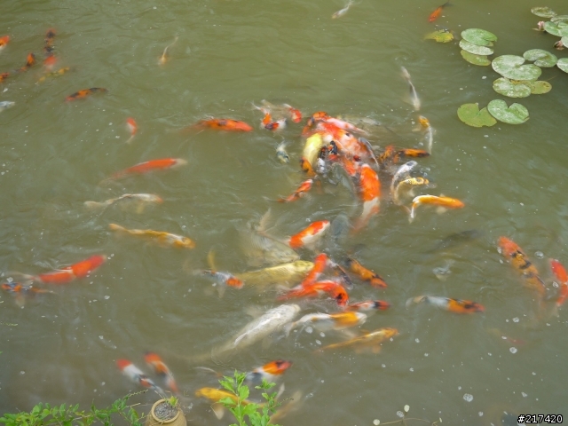鹿廚坑步道上的輕嘆