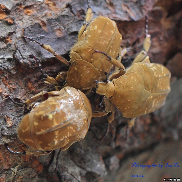 來..炫耀一下..CARBON版 (60D+百微鏡+SIGMA 17-70mm)