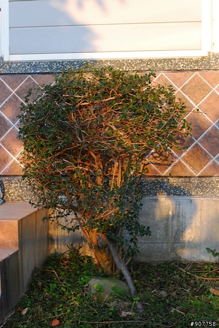 坐山觀海的山中小居 （全文完）
