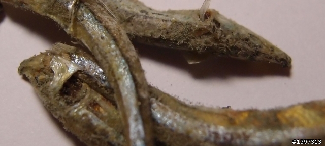 這個小魚乾發霉了嗎?