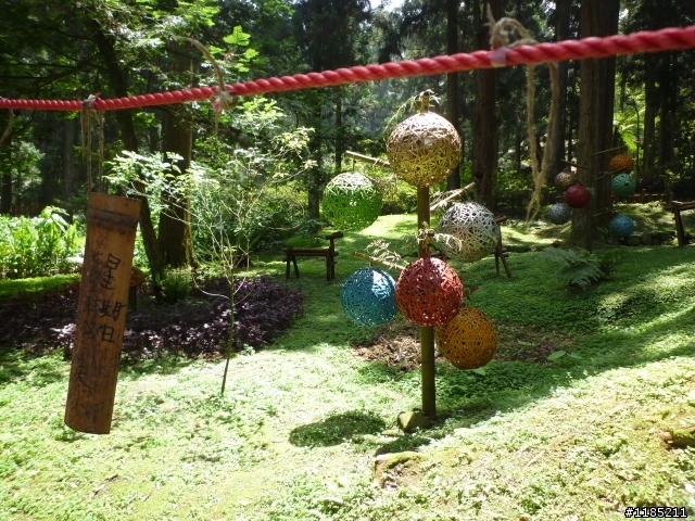 夏日小品：夢幻溪頭行
