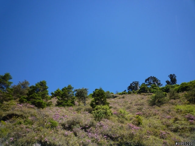 今年夏天騎機車帶丁小兔上合歡山看玉山杜鵑花