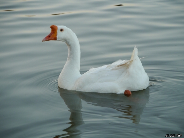 G3非常之不專業開箱文~(更新6/24多了一些實拍照)