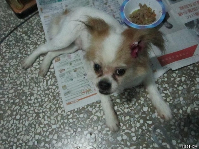 幫朋友貼~台南市大武街撿到蝴蝶犬