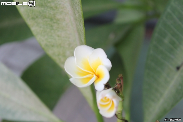 【請益】雞蛋花生病了嗎？