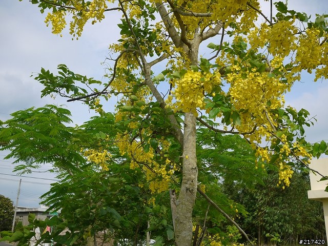 鹿廚坑步道上的輕嘆