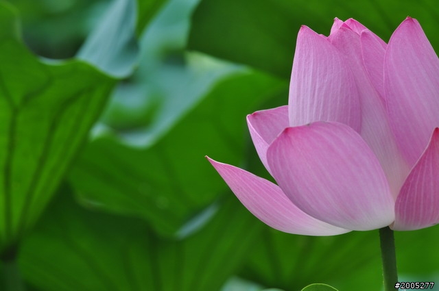 D90 之使用老鏡(小黑三)淺心得 ~