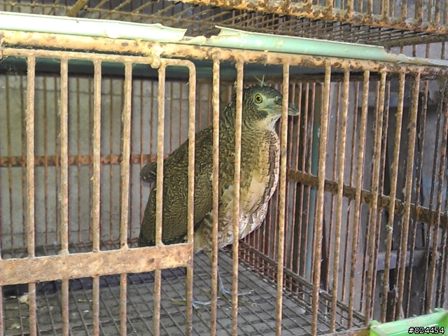 請問各位懂鳥的達人