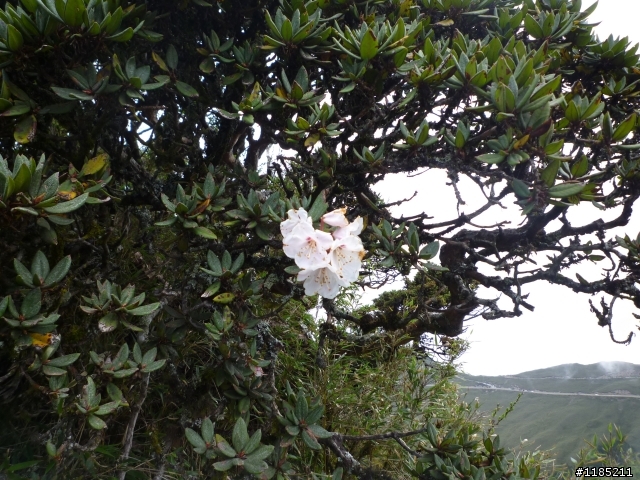 今年夏天騎機車帶丁小兔上合歡山看玉山杜鵑花