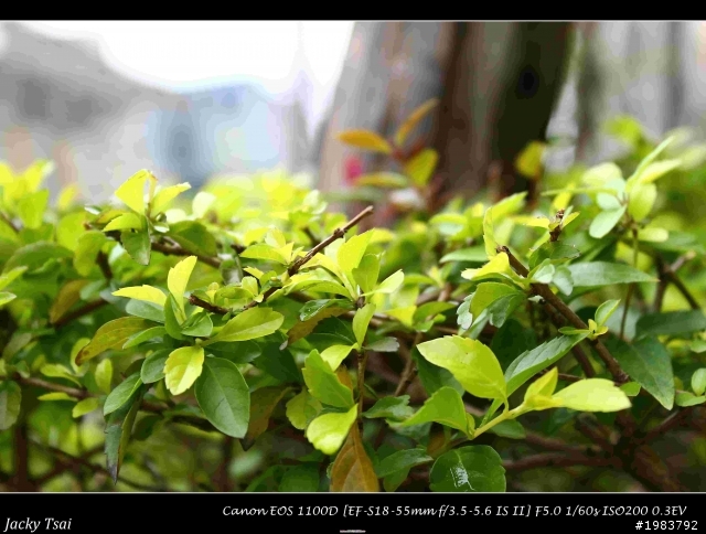 [號召] CANON 1100D 蓋大樓啦!!!!