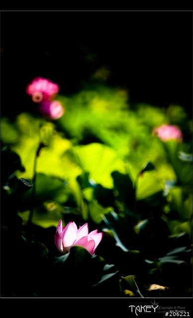 [更新]2012荷花季又到了--歡迎貼圖~~
