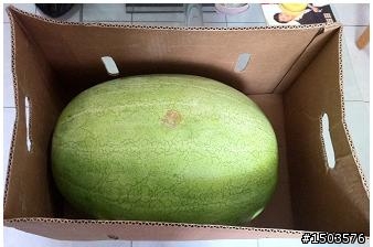 養生的西瓜是無價的...「花蓮西瓜開箱文」